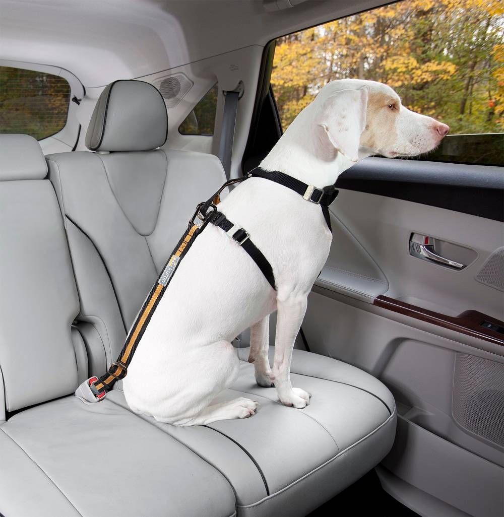 Attache securite "direct seatbelt" bleu - Image 6