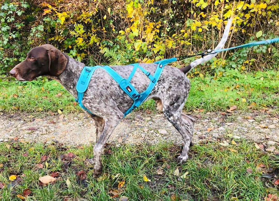 I-dog - Harnais Canicross X-Back Phoenix ALM Bleu 2XS - I-DOG - Image 4