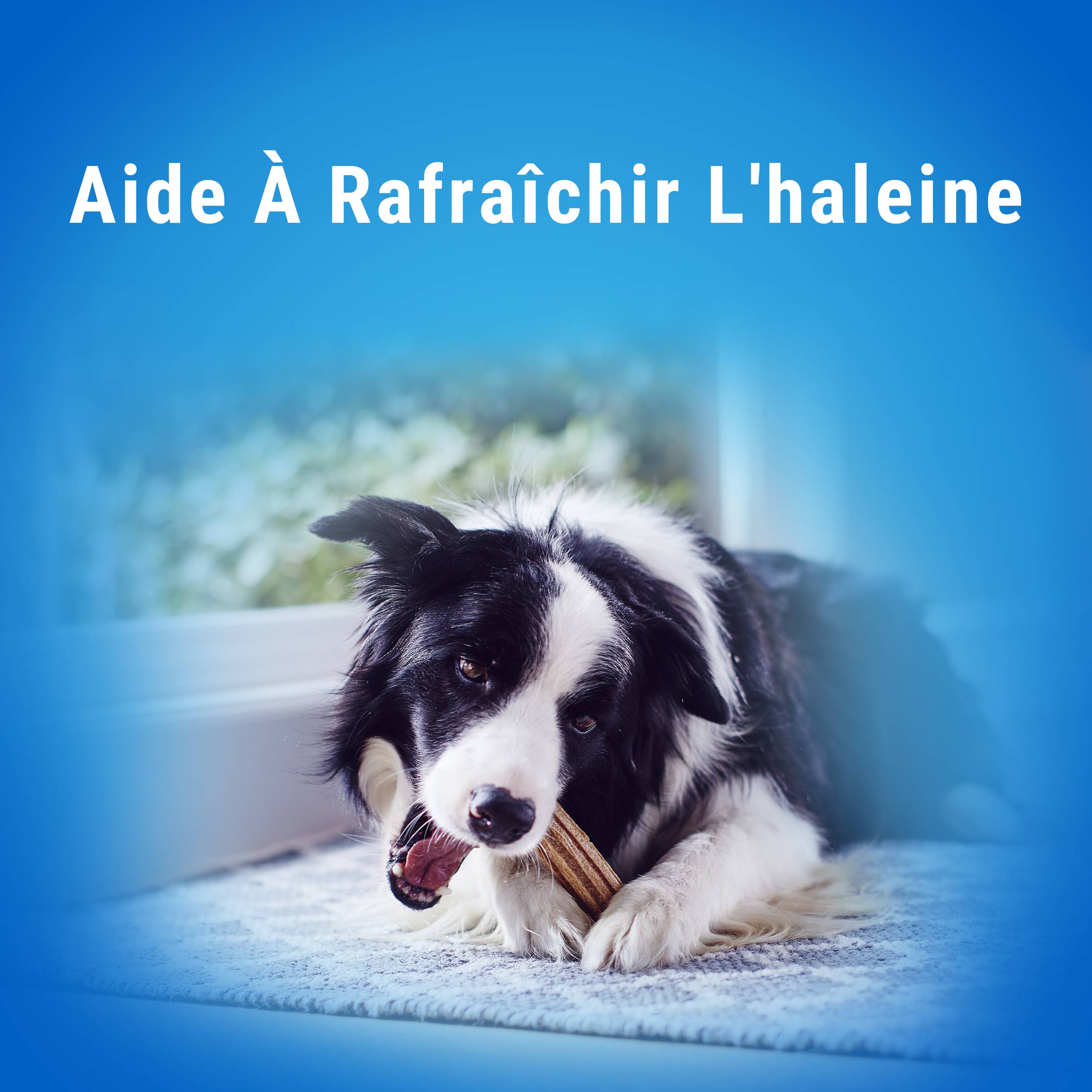 Purina One - Biscuits Bâtonnets à Mâcher chien Extra Mini 207 g - DENTALIFE - Image 5