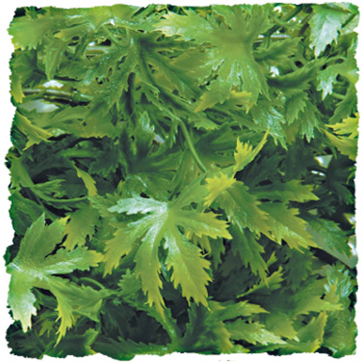 Zoomed - Zoomed - Plante cannabis plastique pour terrarium H.60 cm - Image 2