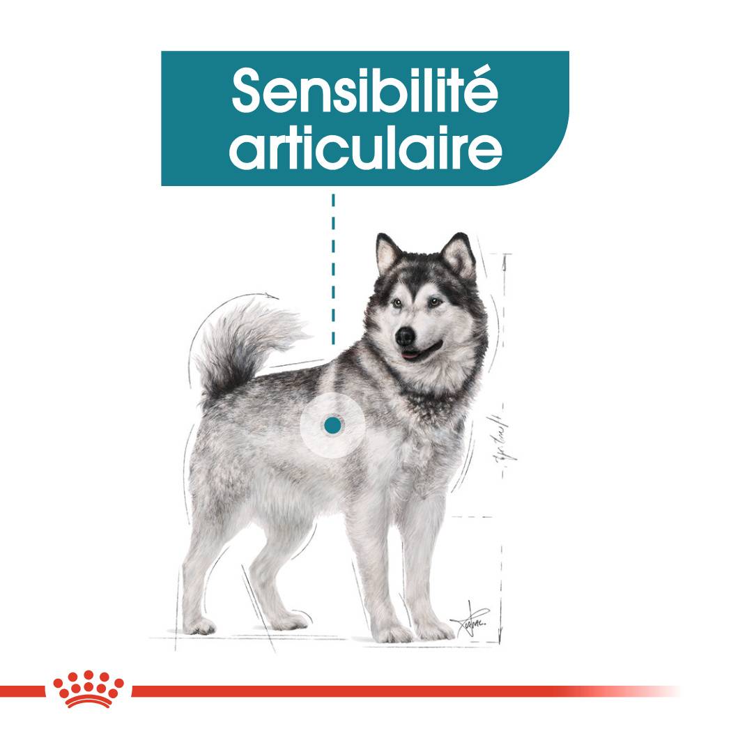 Royal Canin - Croquettes pour chien Joint Care - ROYAL CANIN - Image 7