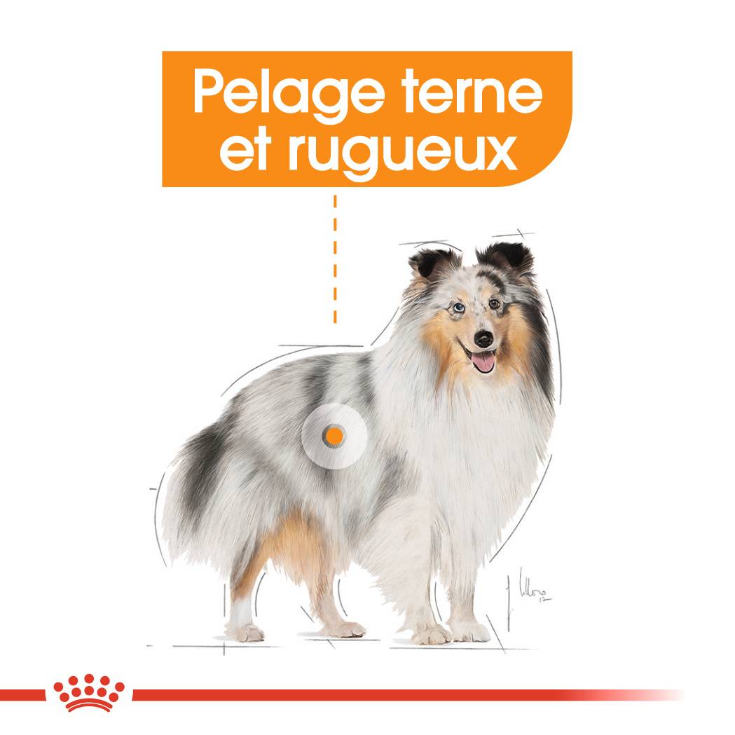 Royal Canin - Sachets Fraîcheur Coat Care Mousse Chien 12x85g - ROYAL CANIN - Image 10
