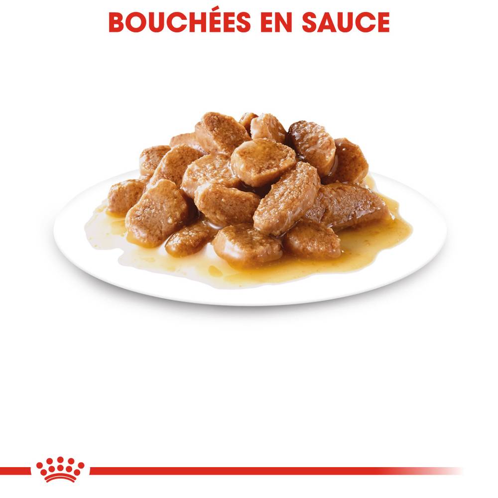 Royal Canin - Alimentation chien mini ageing12+ - ROYAL CANIN - Image 10