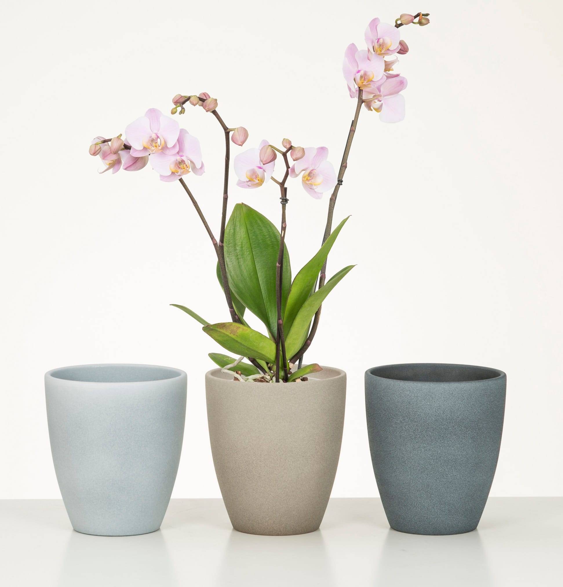Scheurich - Vase orchidée Grey Stone 620 Gris Ø 13 x H.15 cm - Image 2