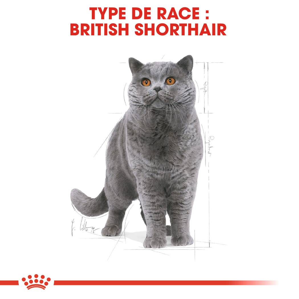 Royal Canin - Royal Canin - Croquettes Chat Adult British Shorthair 400 g - Image 4