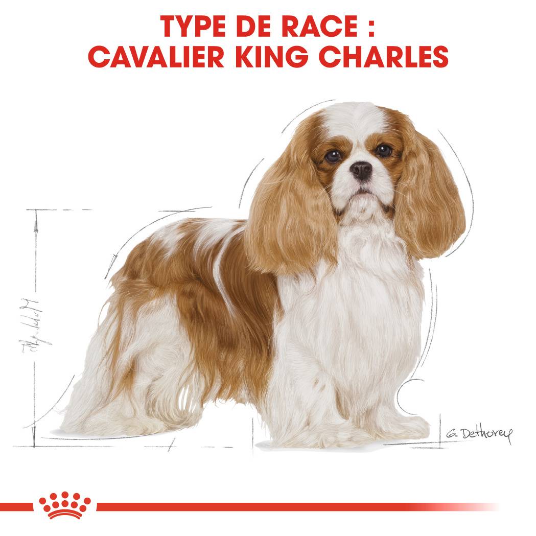 Royal Canin - Croquettes pour Chien Cavalier King Charles - ROYAL CANIN - Image 4