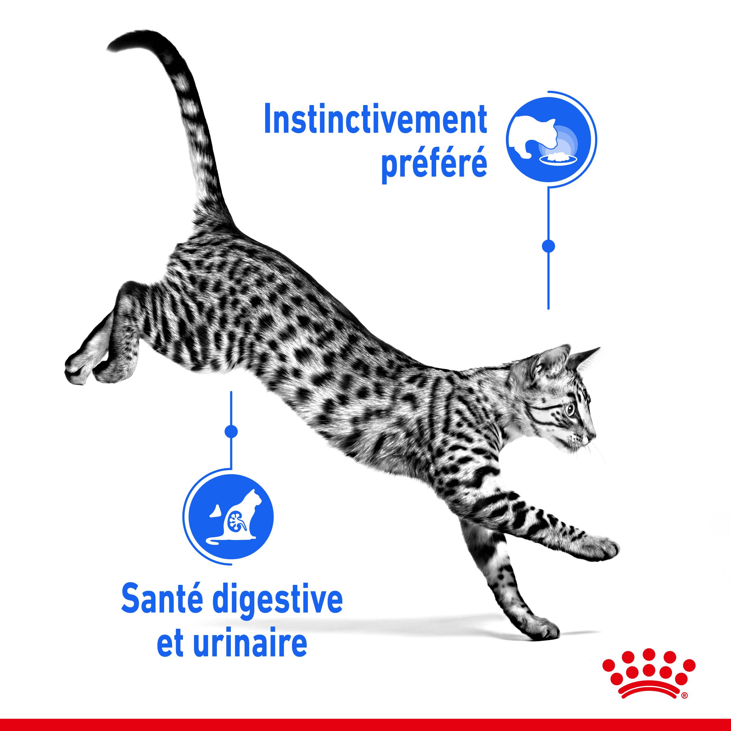 Royal Canin - Sachets Fraîcheur Chat Indoor - ROYAL CANIN - Image 10