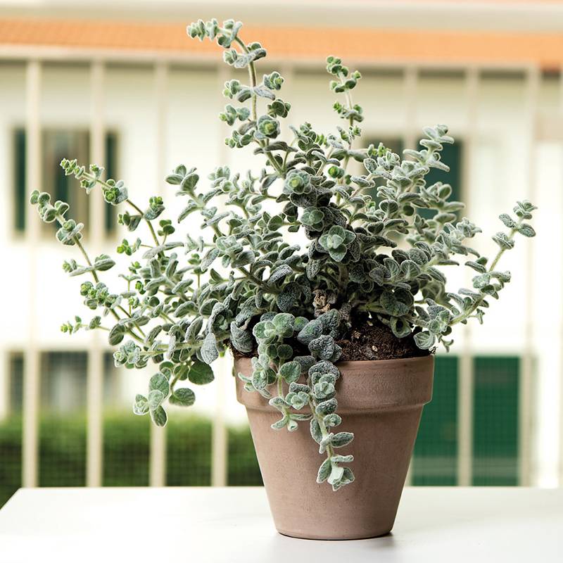 Deroma - Vaso Grafite Pot Terre Cuite – DEROMA - Image 2