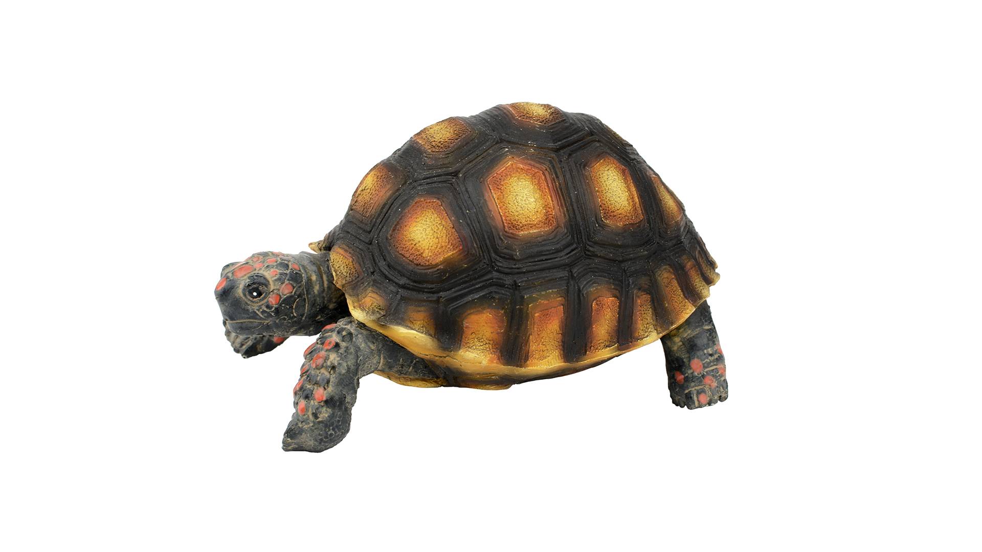 Aquatlantis - Aquatlantis - TORTUE TARTARUGA TIGRE - Image 2