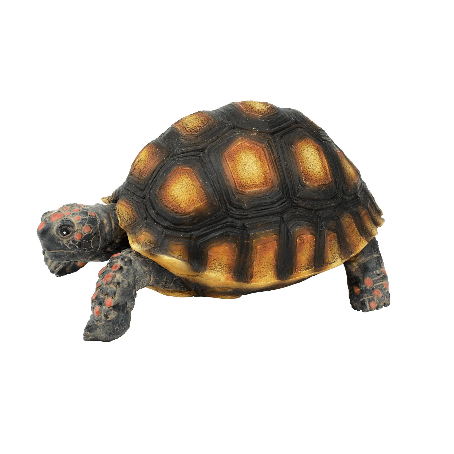 Aquatlantis - Aquatlantis - TORTUE TARTARUGA TIGRE - Image 1