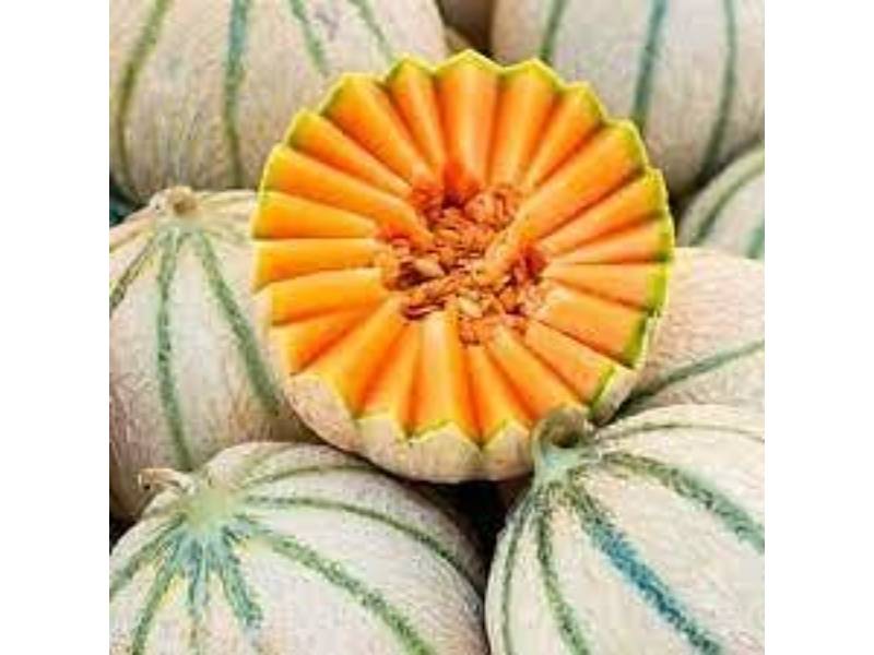 Vilmorin - Melon Charentais Bio série 3 sachet graines 2 g - Vilmorin - Image 3