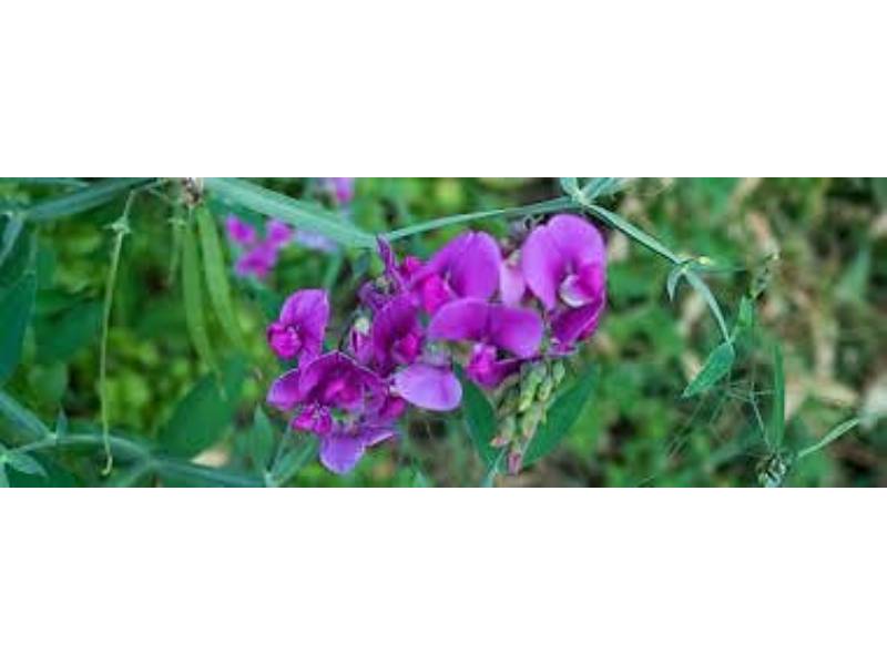 Vilmorin - Pois Mangetout Géant à Fleur Violette serie 10M boîte graines 110 g - Vilmorin - Image 3