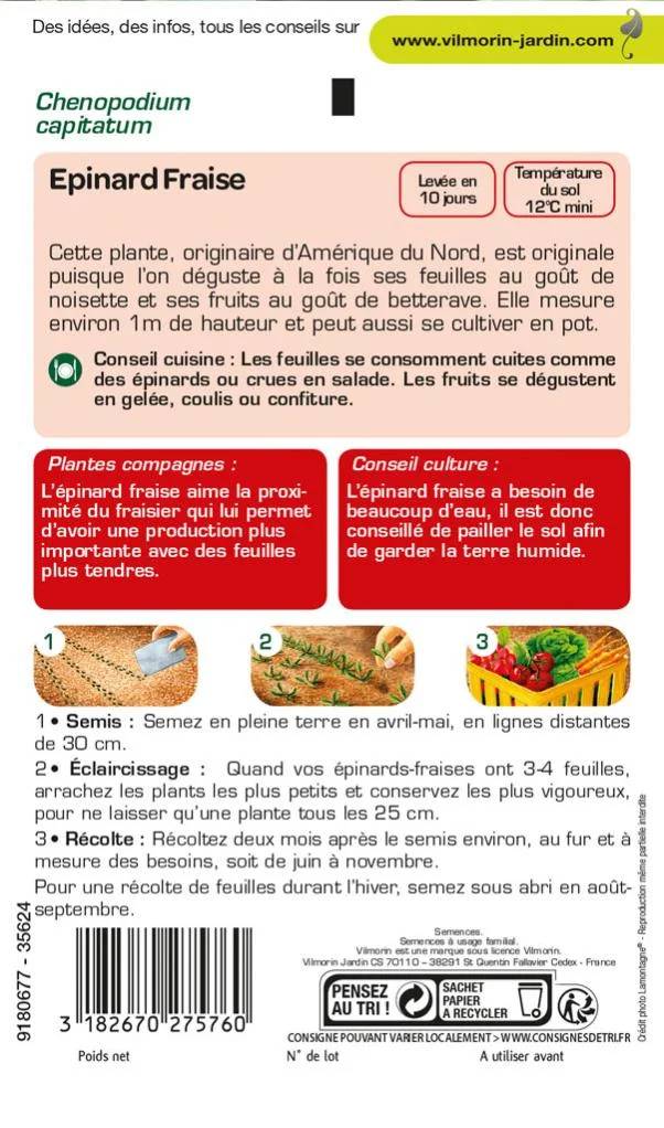 Epinard Fraise Sachet Graines Chenopodium capitatum - VILMORIN - Image 2