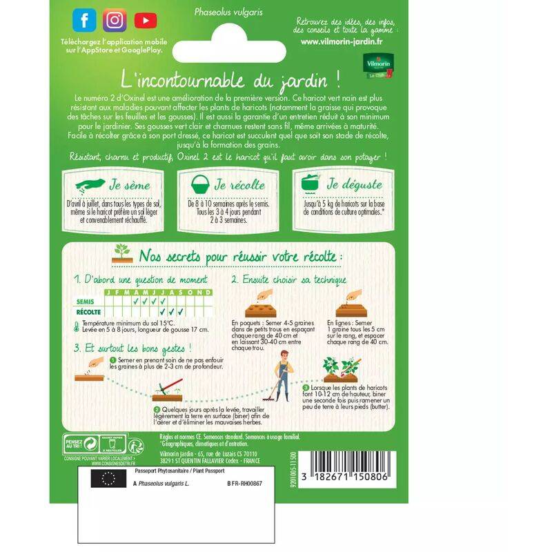 Vilmorin - Haricot nain vert sans fil Oxinel 2 série 5m sachet graines 35 g - Vilmorin - Image 4