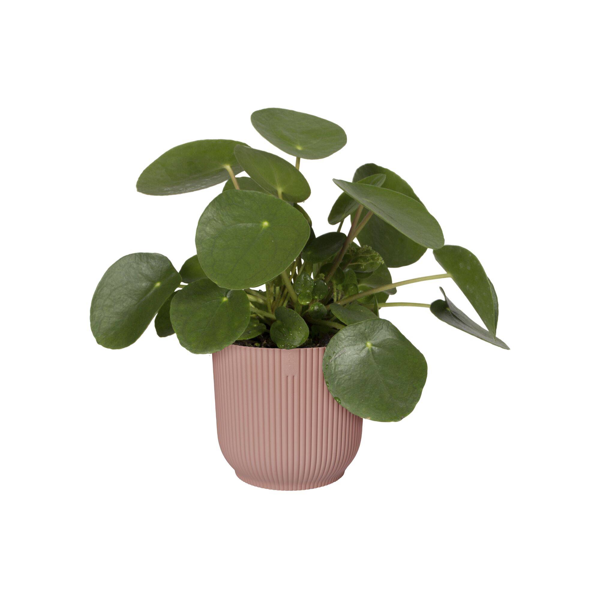 Elho - Elho - Pot Vibes Fold Rond Rose Poudré Ø.14,13 x H.12,94 cm - Image 5
