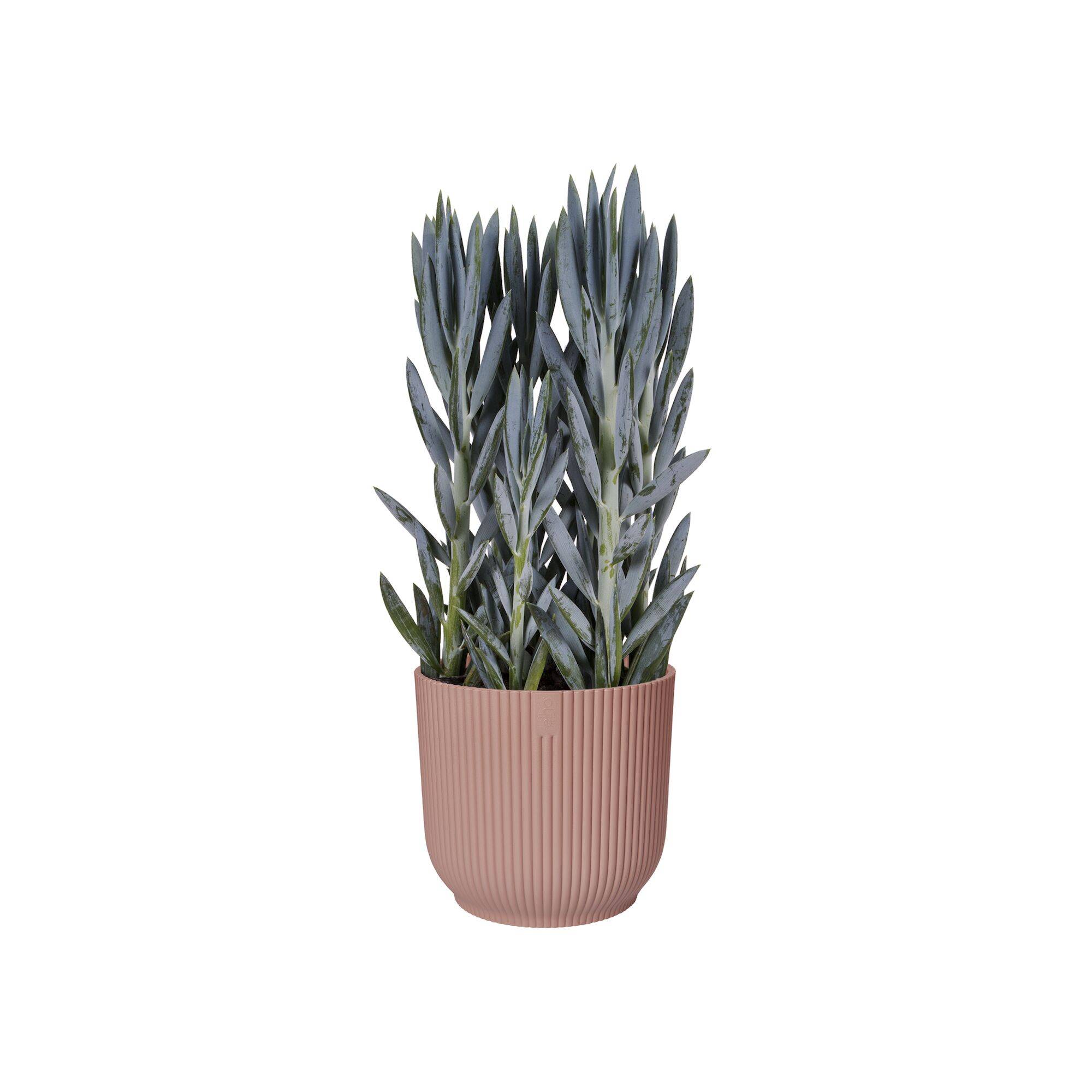Elho - Cache-pot Polypropylène Rose – ELHO - Image 9