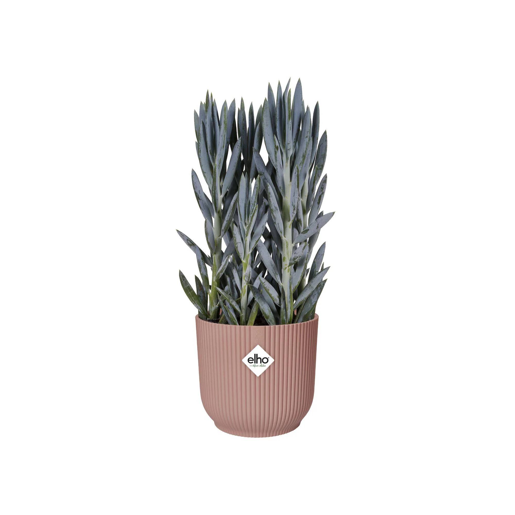 Elho - Cache-pot Polypropylène Rose – ELHO - Image 13