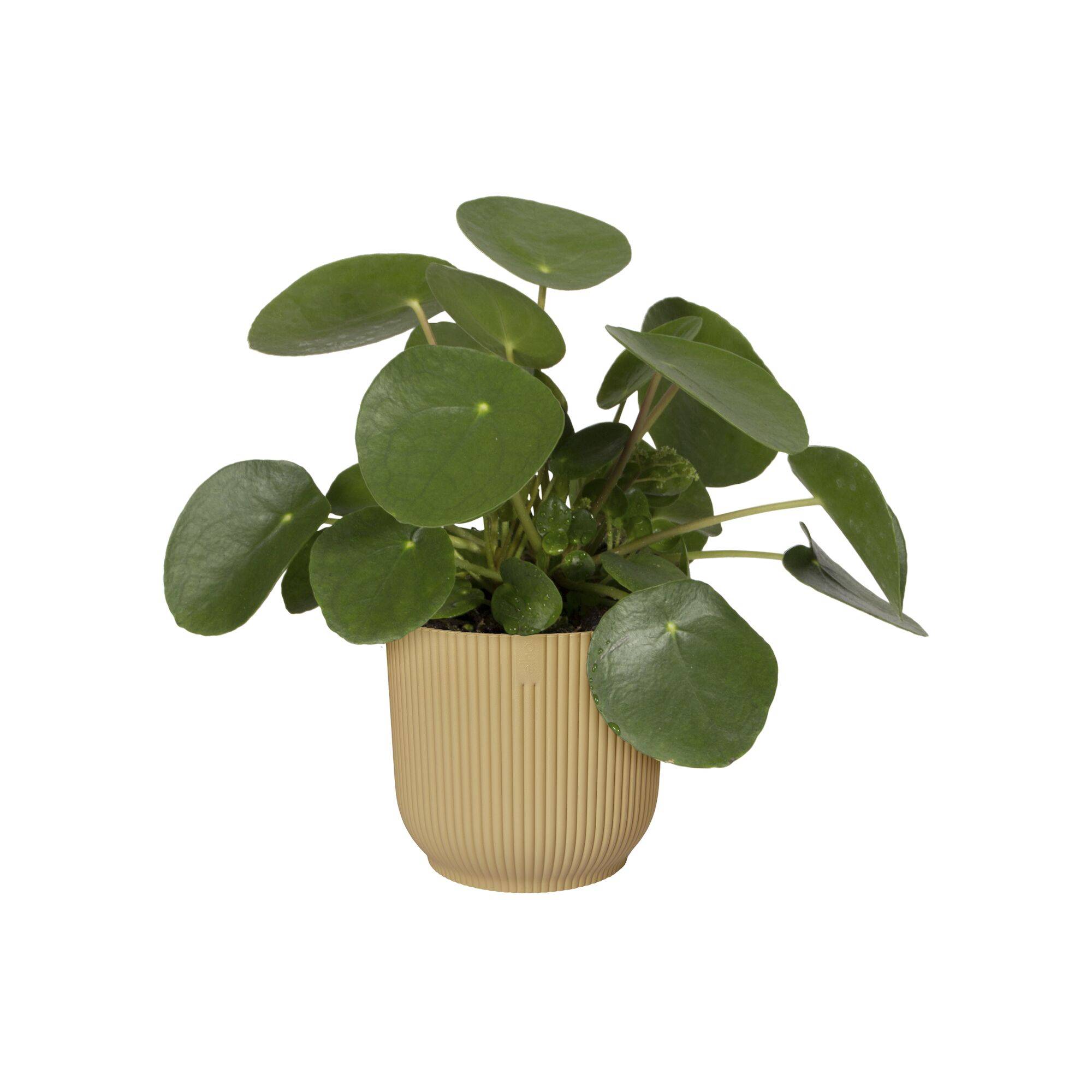 Elho - Elho - Pot Vibes Fold Rond Jaune Beurre Ø.18,34 x H.16,8 cm - Image 6
