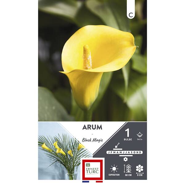 Plante rhizomateuse fleurs cornet jaune ET PRI N