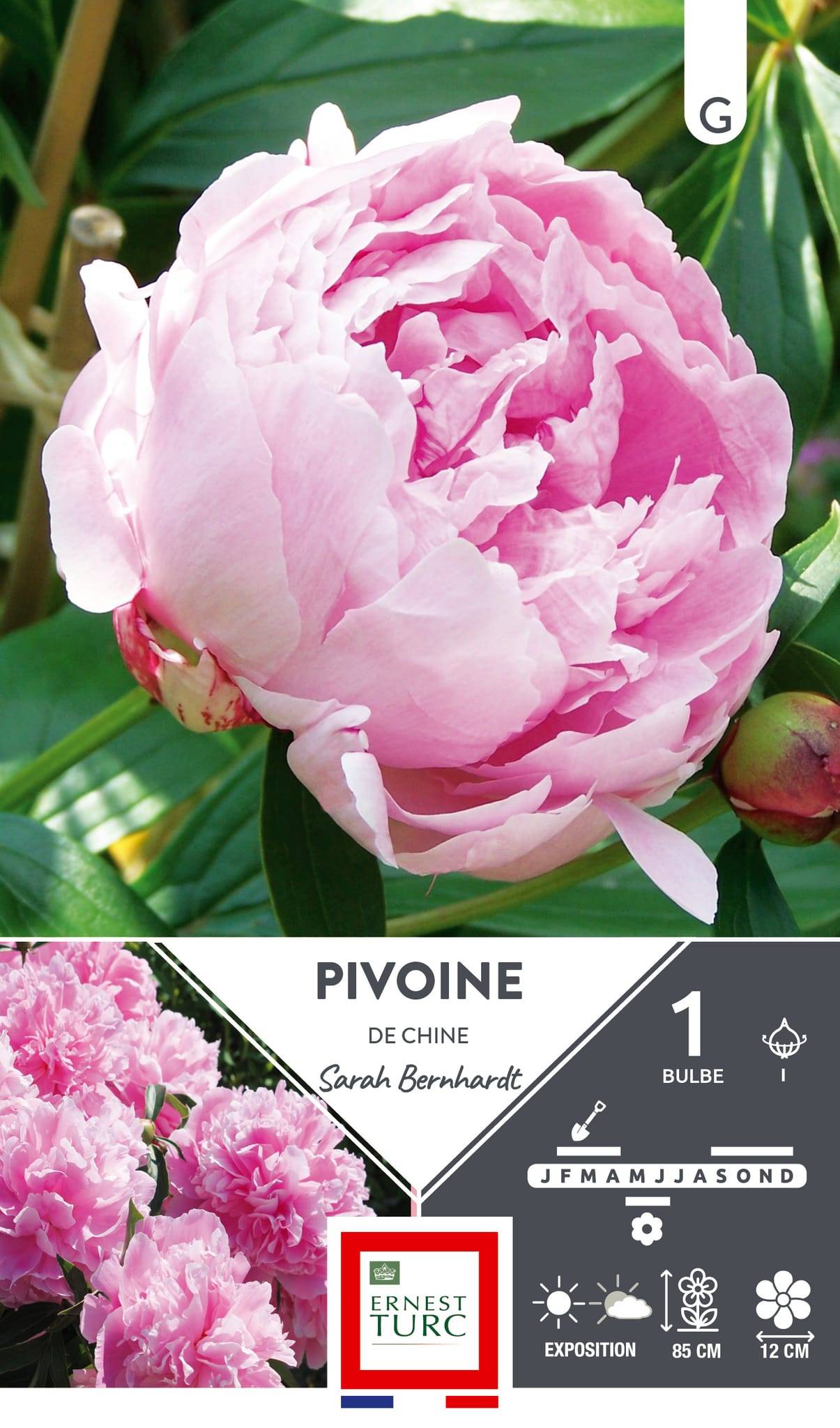 Pivoine sarah bernhardt x1 - ET PRI N - Image 1