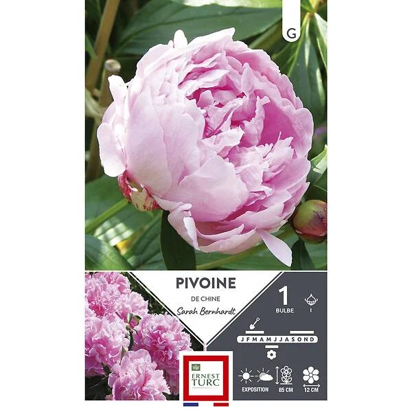 Pivoine sarah bernhardt x1 - ET PRI N - Image 2