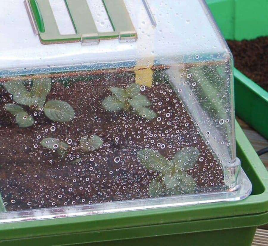 Nortène - HEATING GROW mini Serre chauffante  vert / transparent 39x25x20cm - Image 2