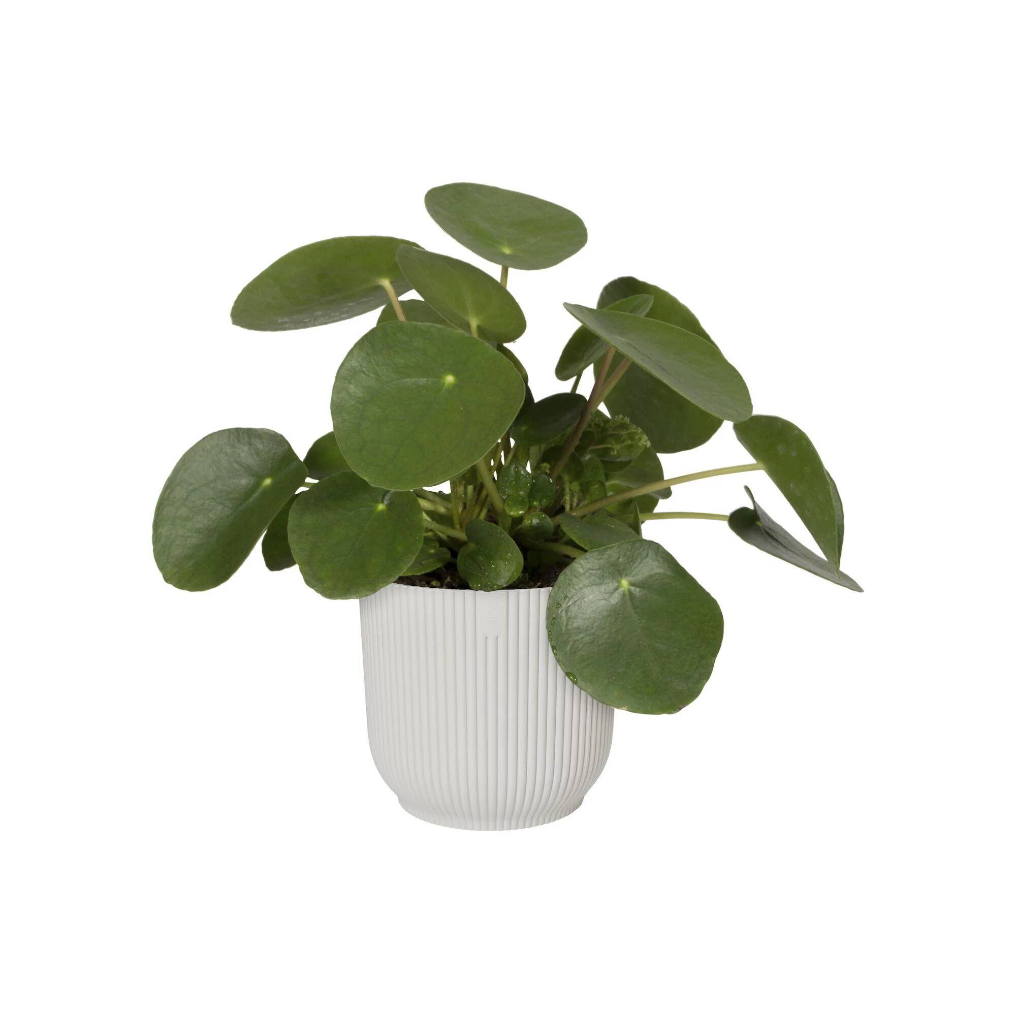 Cache-pot polypropylène blanc Ø 22 cm H 20,2 cm - ELHO - Image 9