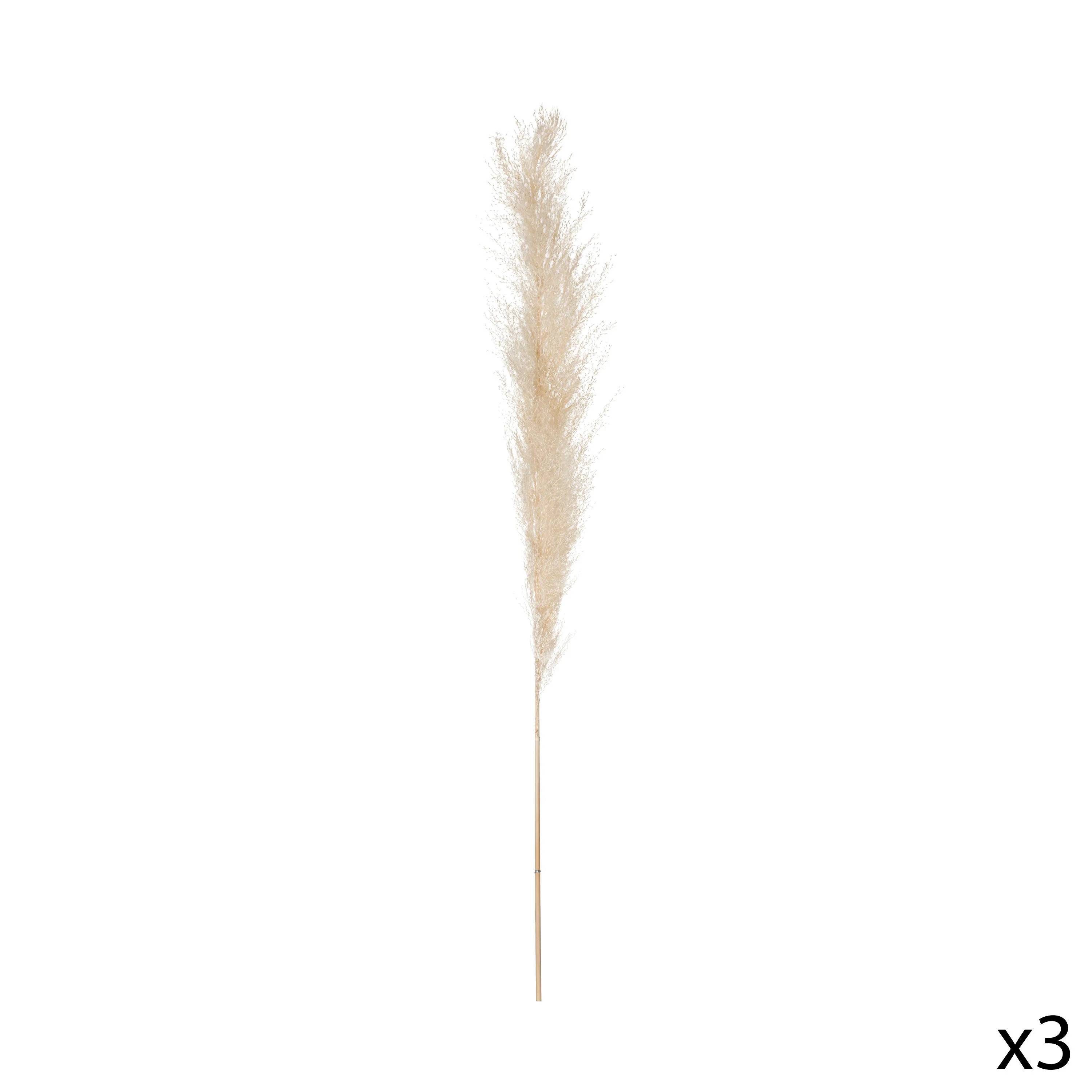 Fleurs séchées Pampa naturelles H 110 cm - ATMOSPHERA - Image 1