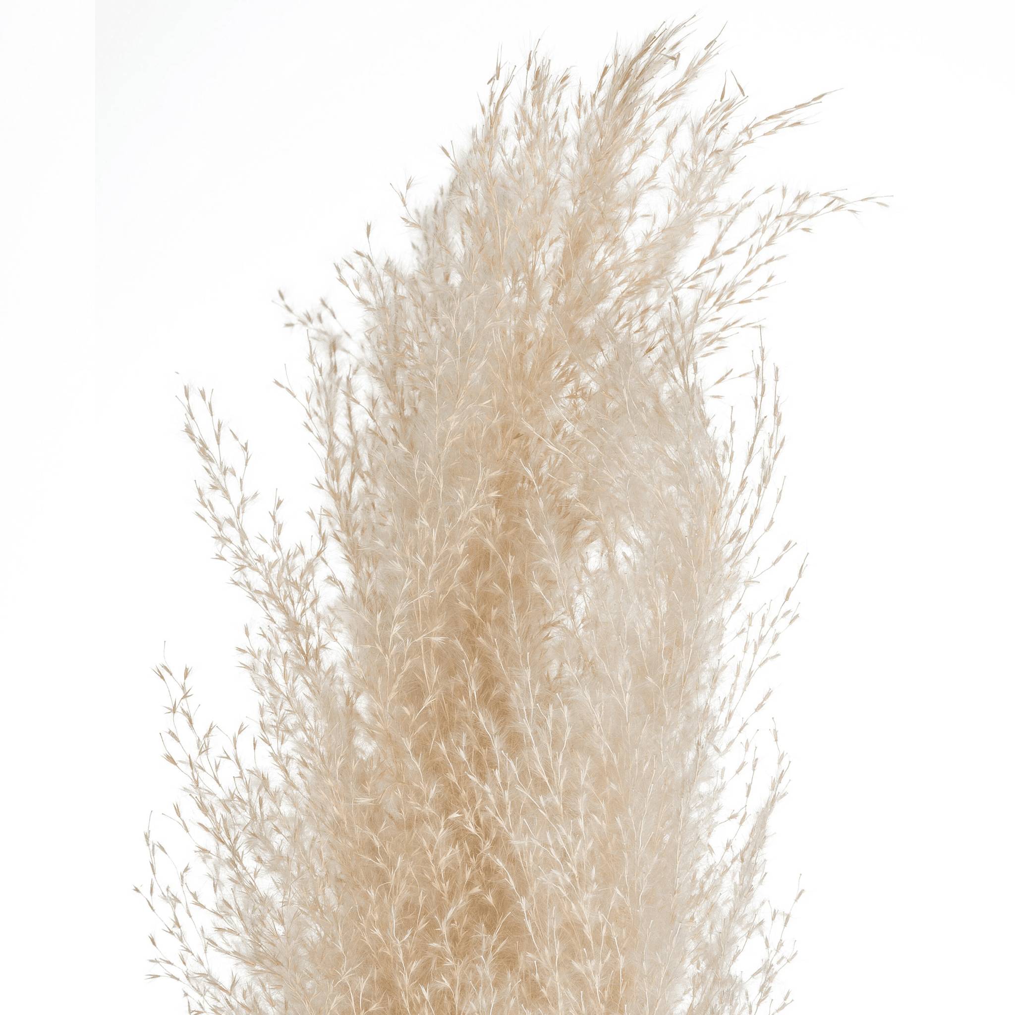 Fleurs séchées Pampa naturelles H 110 cm - ATMOSPHERA - Image 2