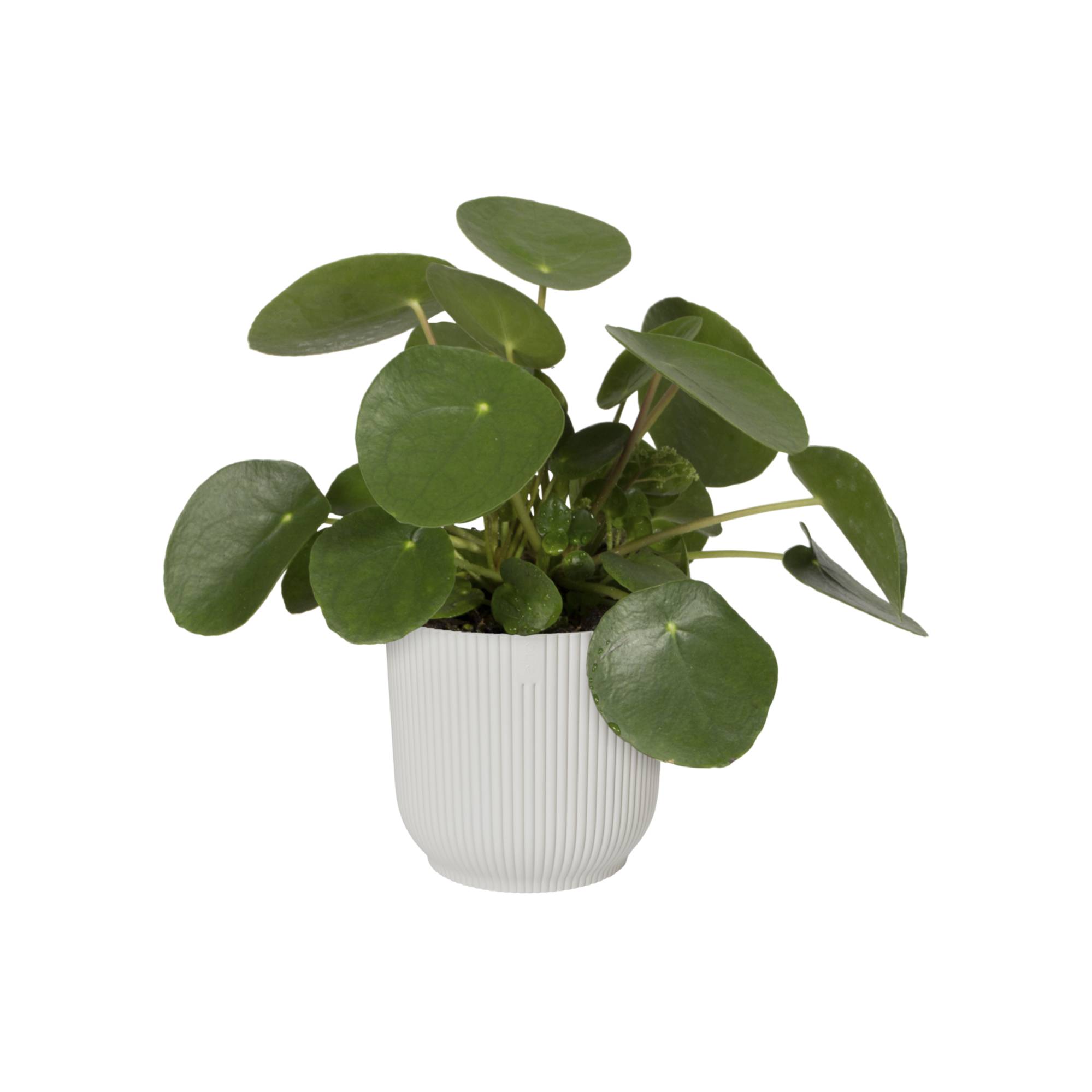 Pots Vibes Fold Rond Soie Blanc Ø 25 cm - ELHO - Image 1