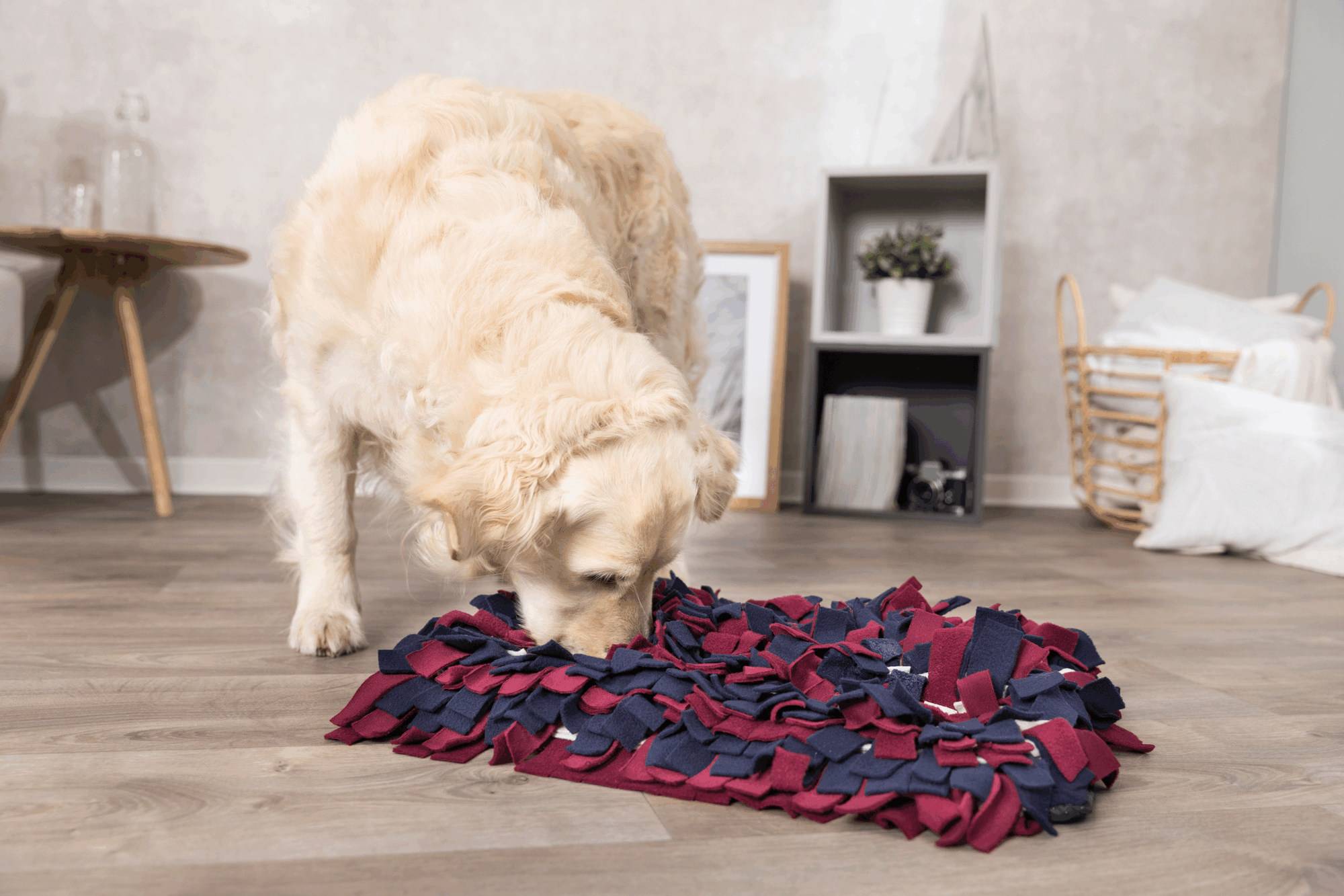 Trixie - Trixie - Jeu de stratégie tapis à renifler chien L.52 x l.35 cm