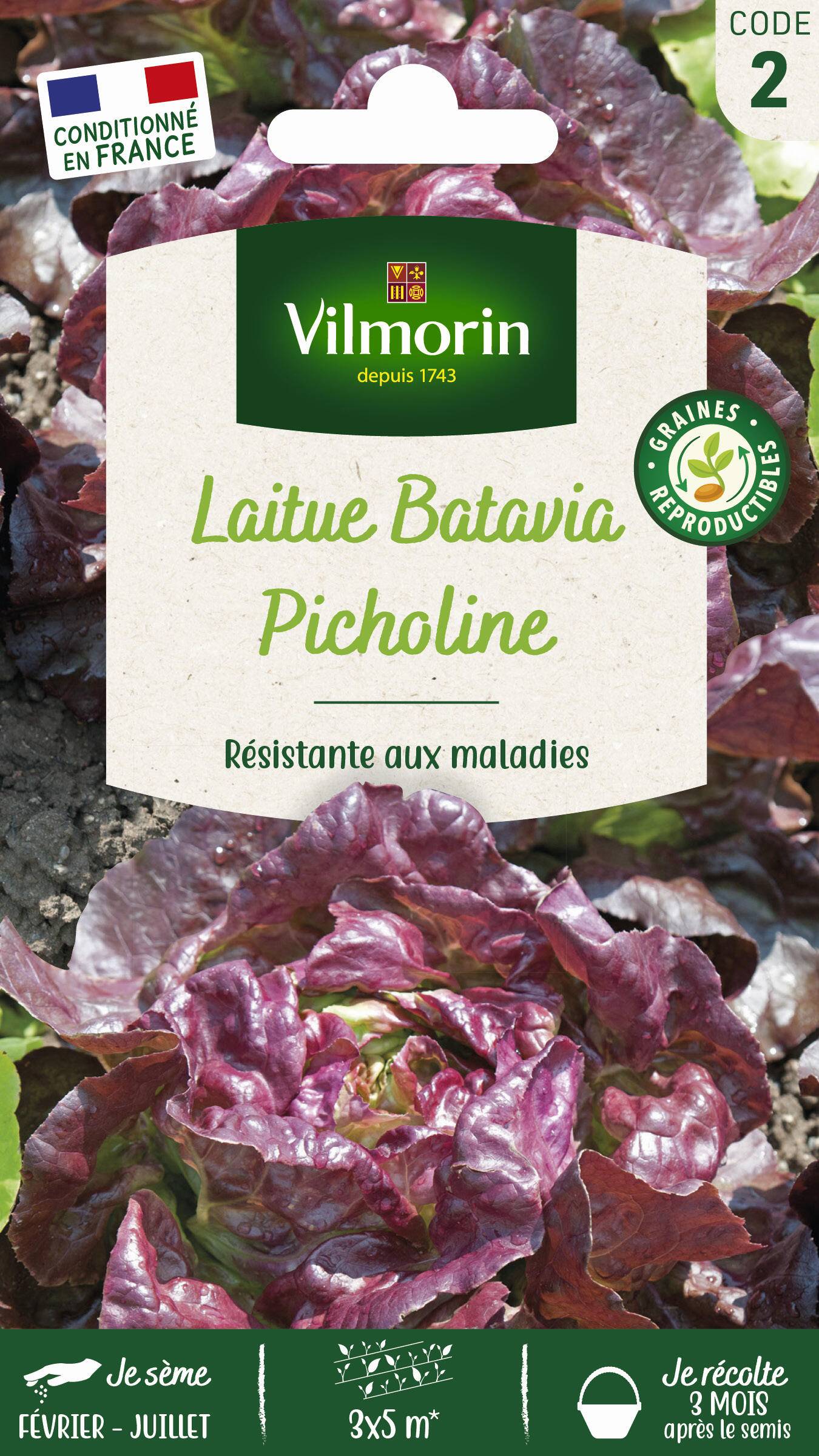 Vilmorin - Laitue pommée picholine série 2 sachet graines 2 g - Vilmorin - Image 1