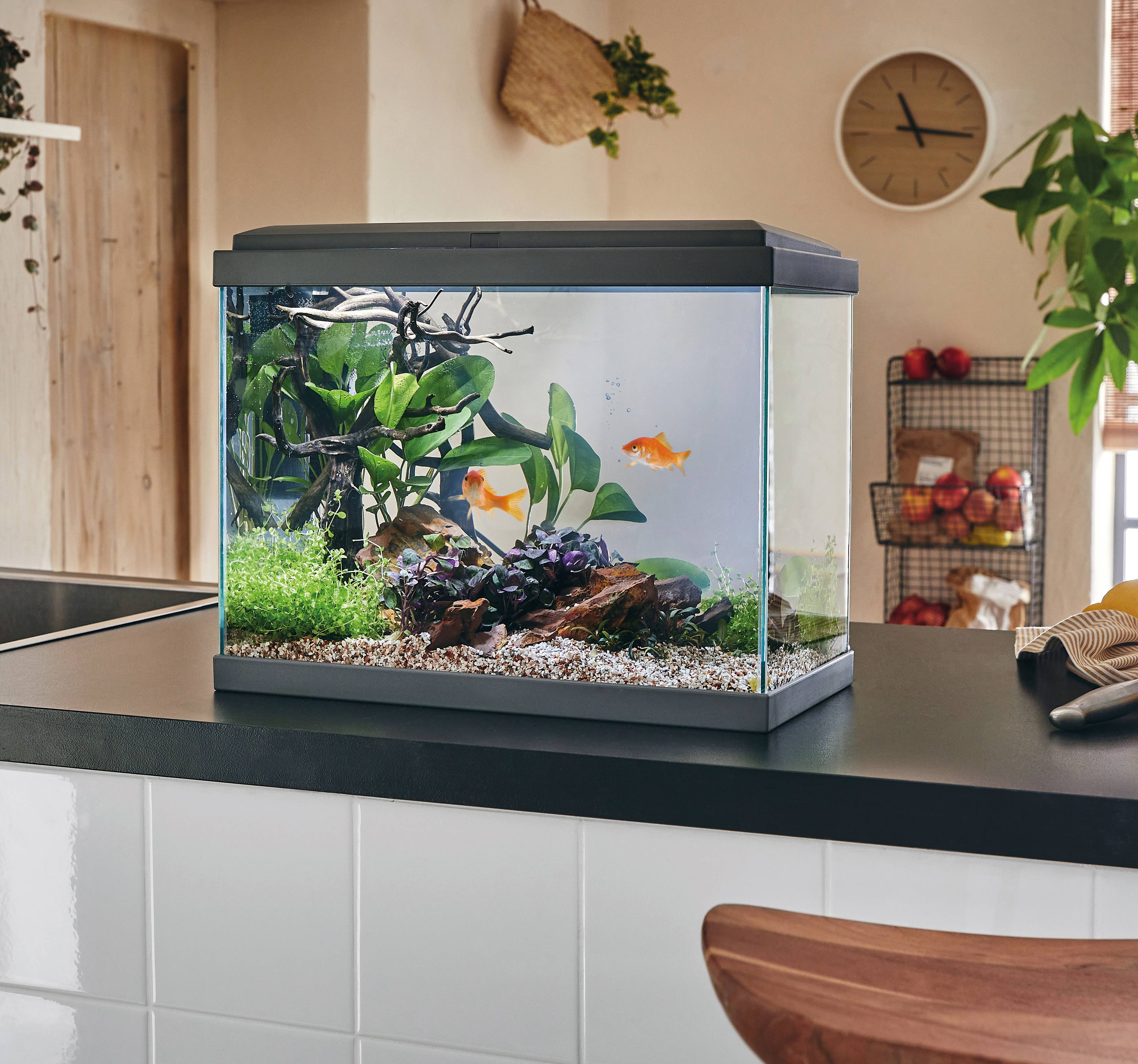 Pure Family - Aquarium pour poisson Fresh 40 gris 20 L - Pure Family