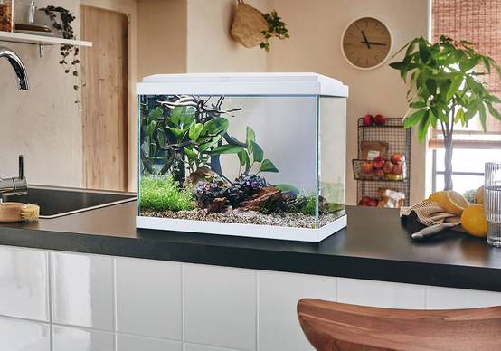 Pure Family - Aquarium pour poisson Fresh 40 Led blanc 20 L - Pure Family - Image 1