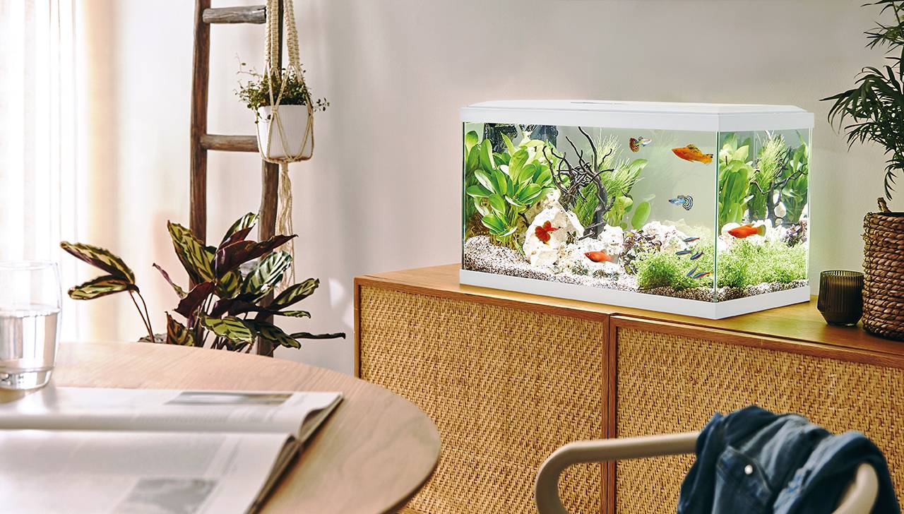 Pure Family - Aquarium pour poisson Tropical 60 blanc 48 L -  Pure Family - Image 1