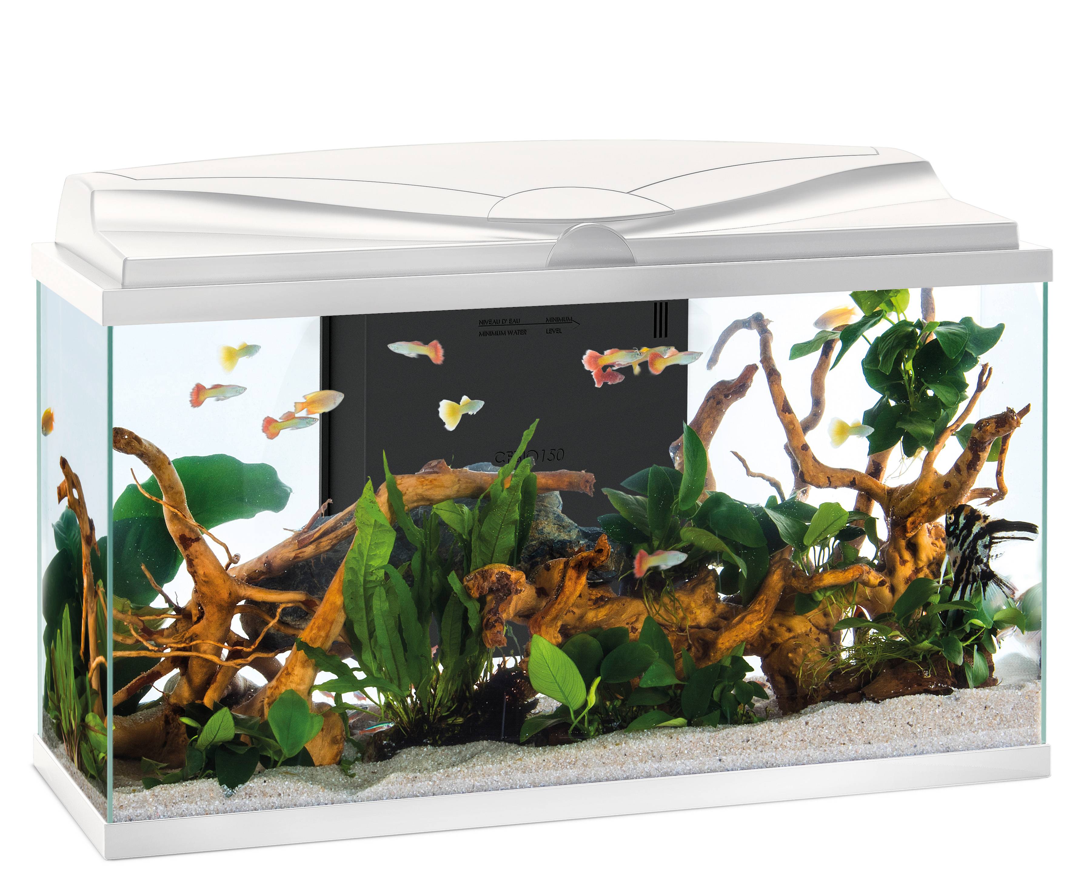Pure Family - Aquarium pour poisson Tropical 80 Blanc 81L - Pure Family - Image 10