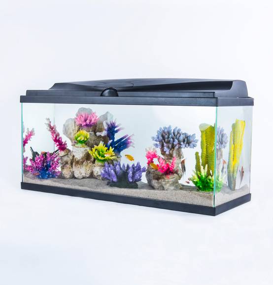 Pure Family - Aquarium pour poisson Tropical 80 noir 74 L - Pure Family - Image 10