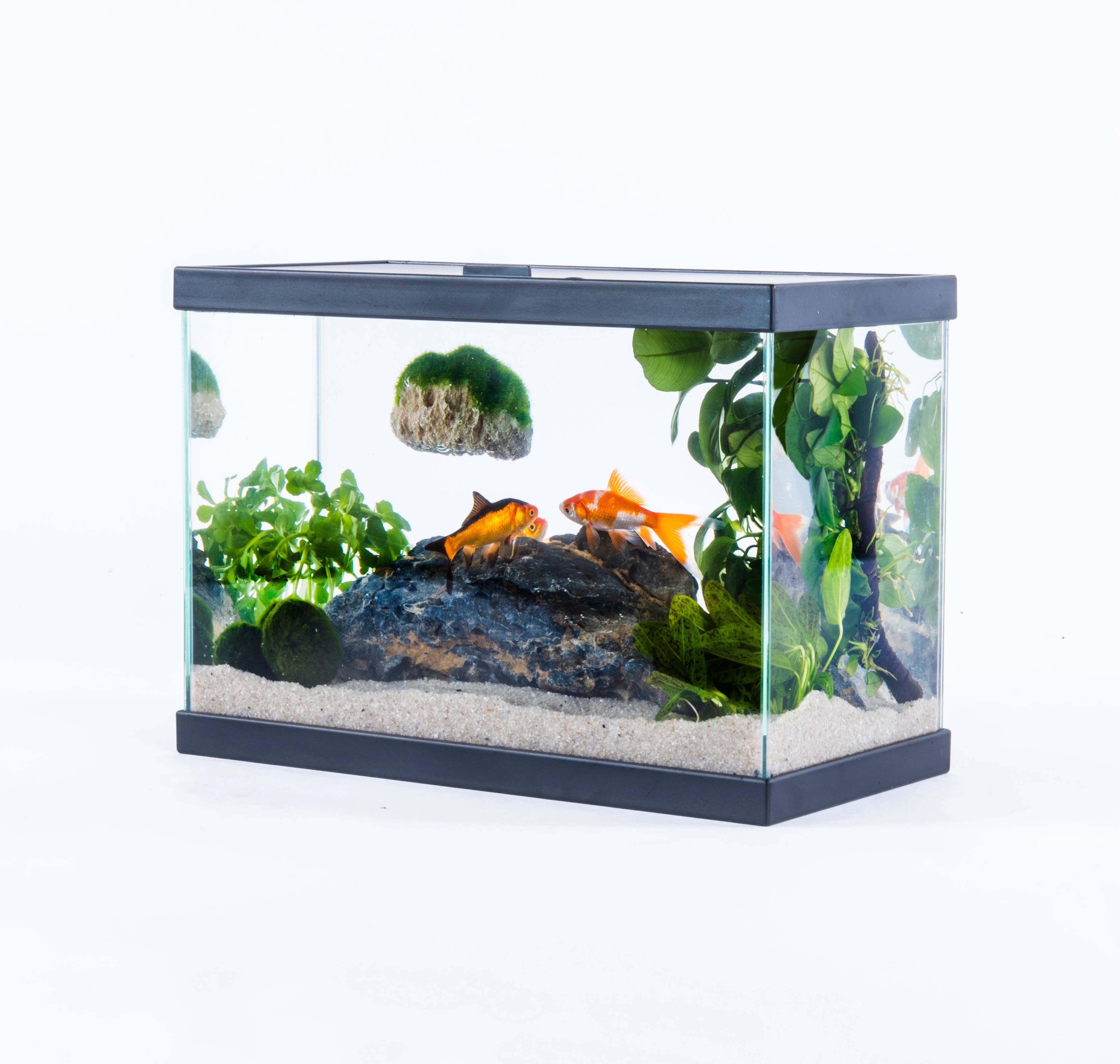 Pure Family - Aquarium Fresh 35 noir 13 L - Pure Family - Image 10