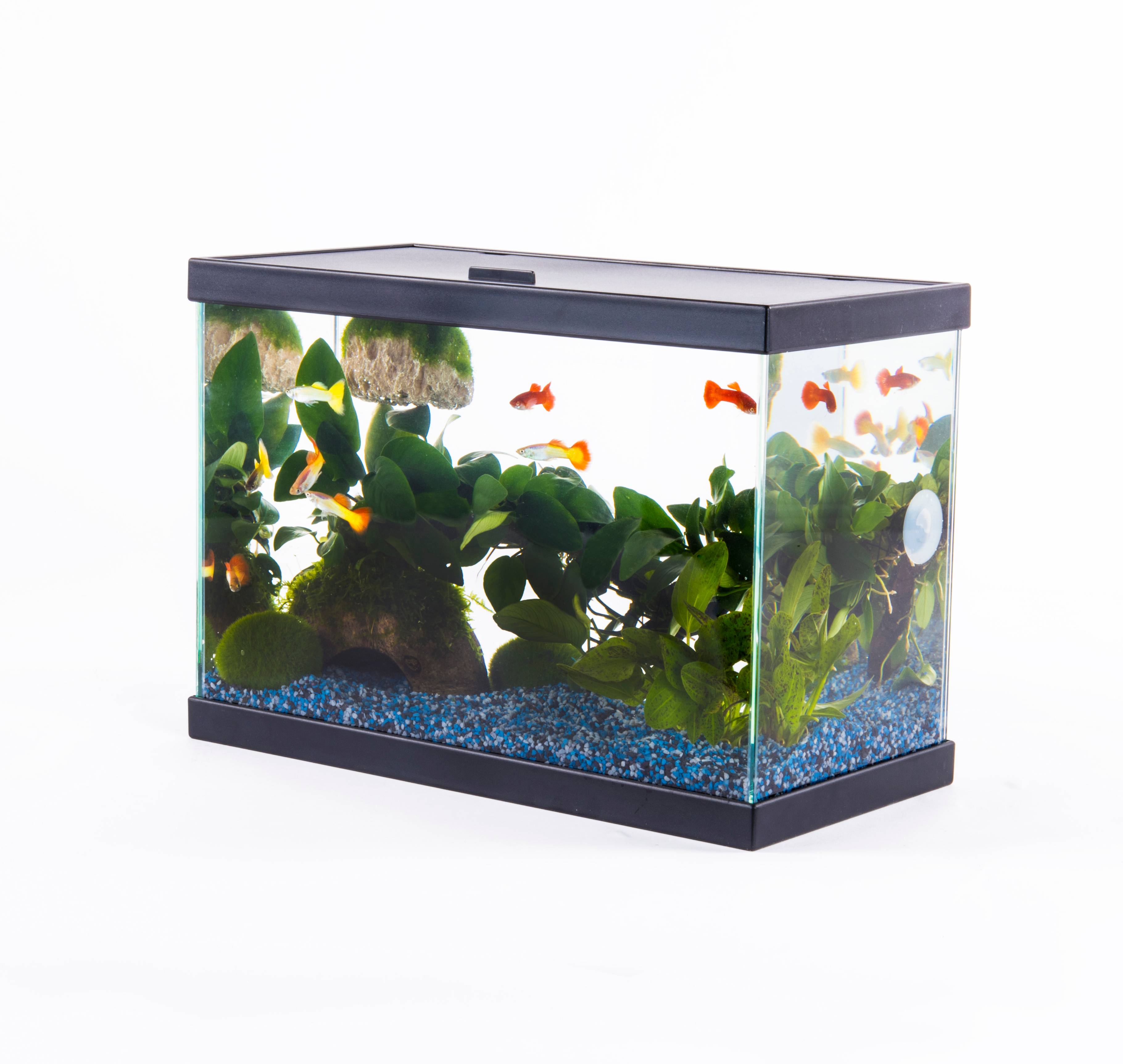 Pure Family - Aquarium Fresh 35 noir 13 L - Pure Family - Image 7