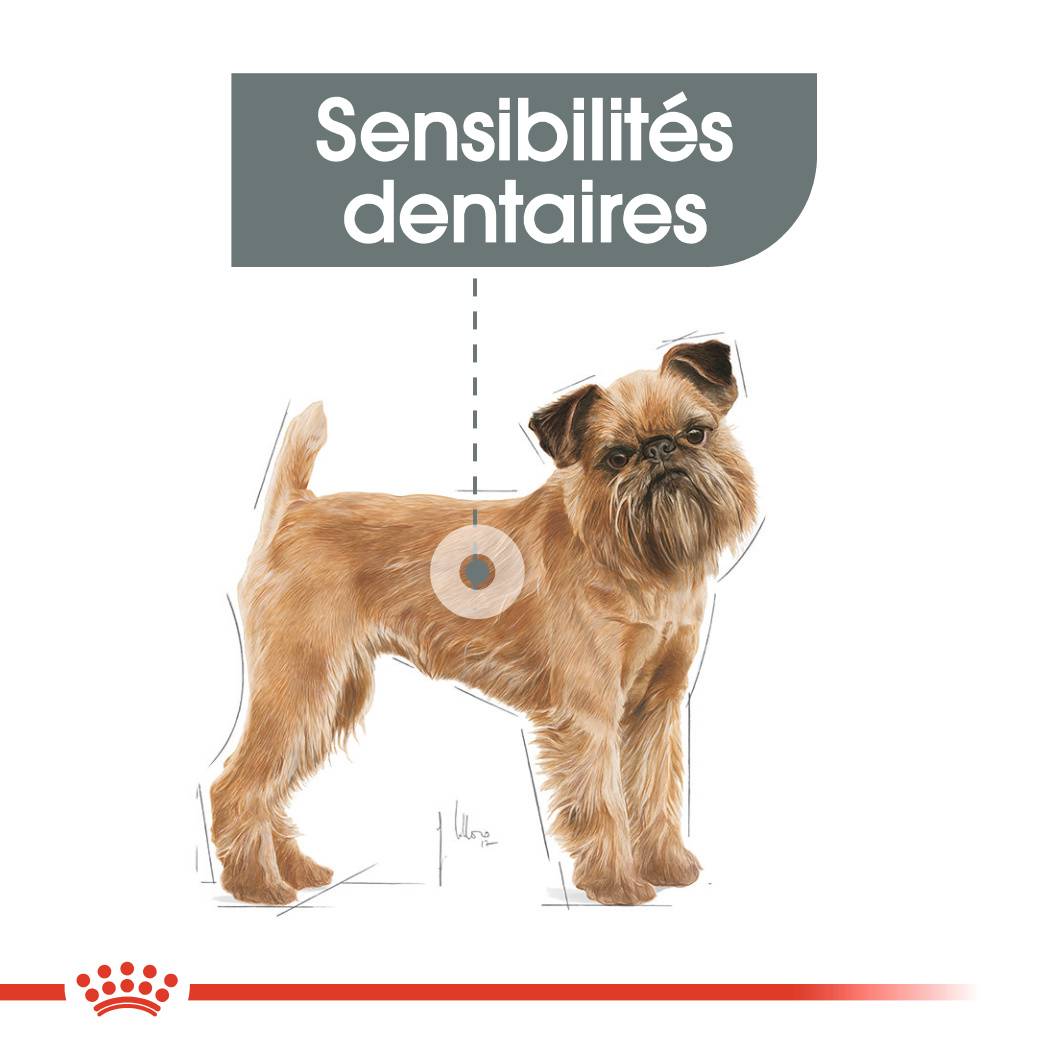 Royal Canin - Royal Canin - Croquettes pour chien Mini Dental Care 8 kg - Image 6