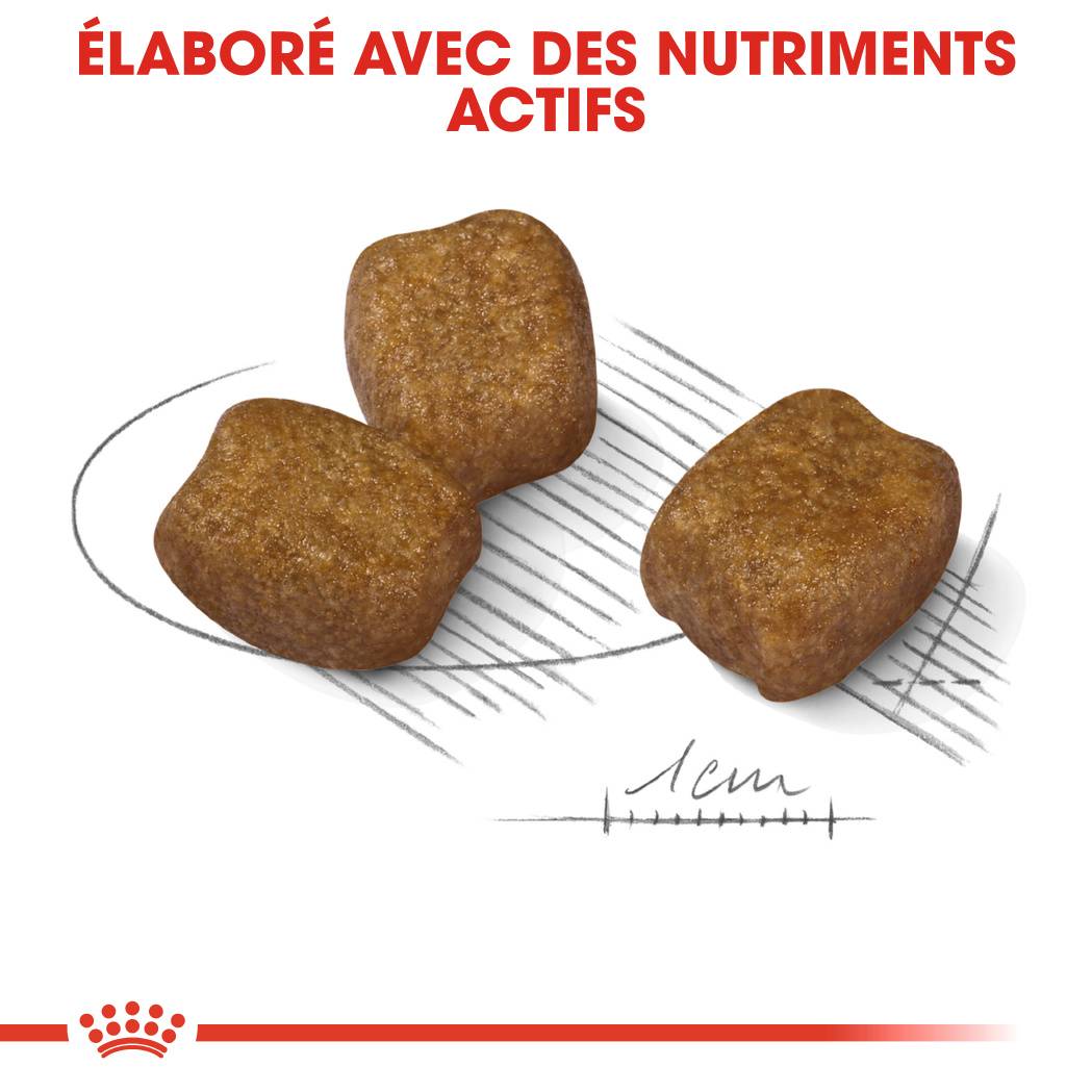Royal Canin - Royal Canin - Croquettes pour chien Mini Dental Care 8 kg - Image 7