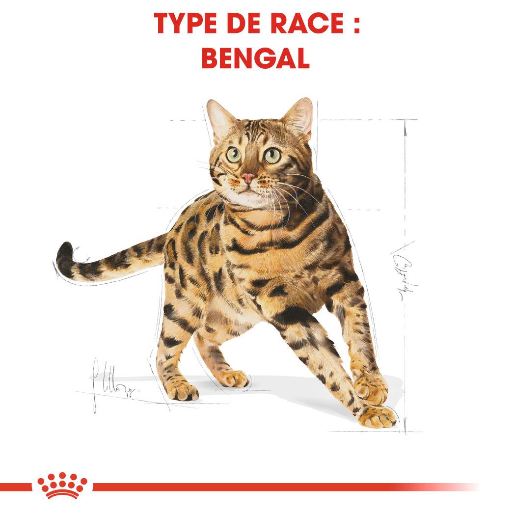 Royal Canin - Royal Canin - Croquettes pour chat adulte Bengal 10 kg - Image 7