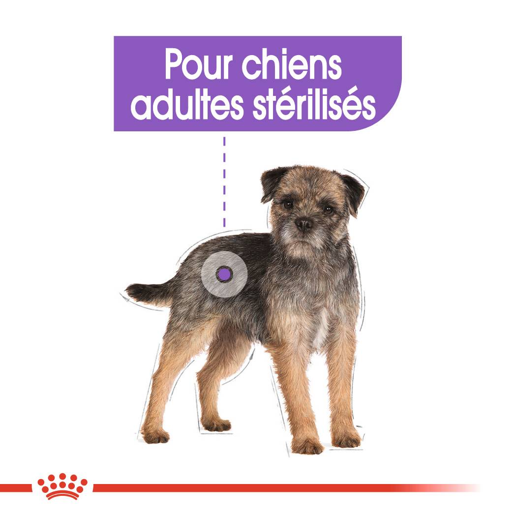 Royal Canin - Croquettes chien mini stérilised 1 kg ROYAL CANIN - Image 2