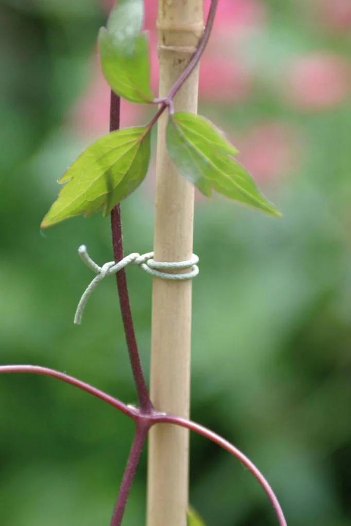 Nortène - Lien en acier plastifié Lien jardin Vert 50 m - NORTENE - Image 3