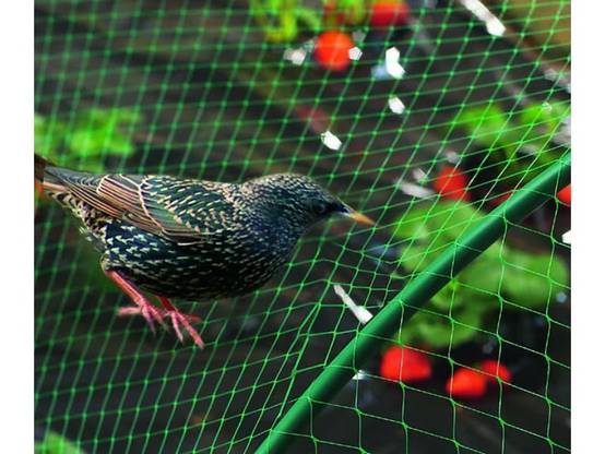 Nortène - BIRDNET Filet de protection oiseaux PE vert 4x6m - Image 1