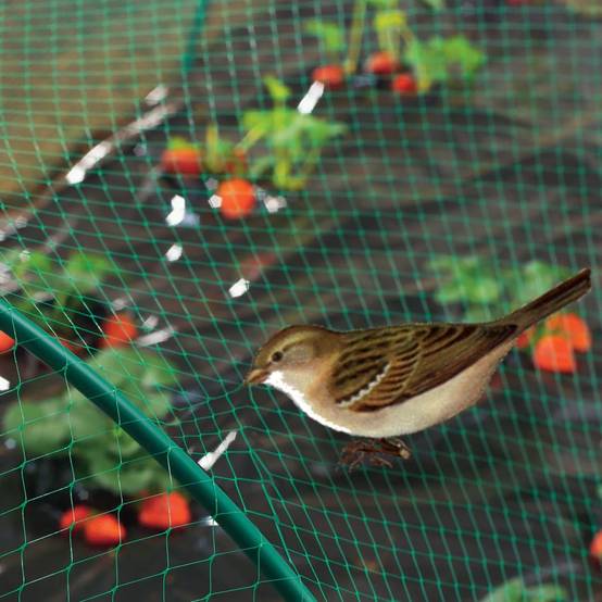 Nortène - BIRDNET Filet de protection oiseaux PE vert 4x6m - Image 4