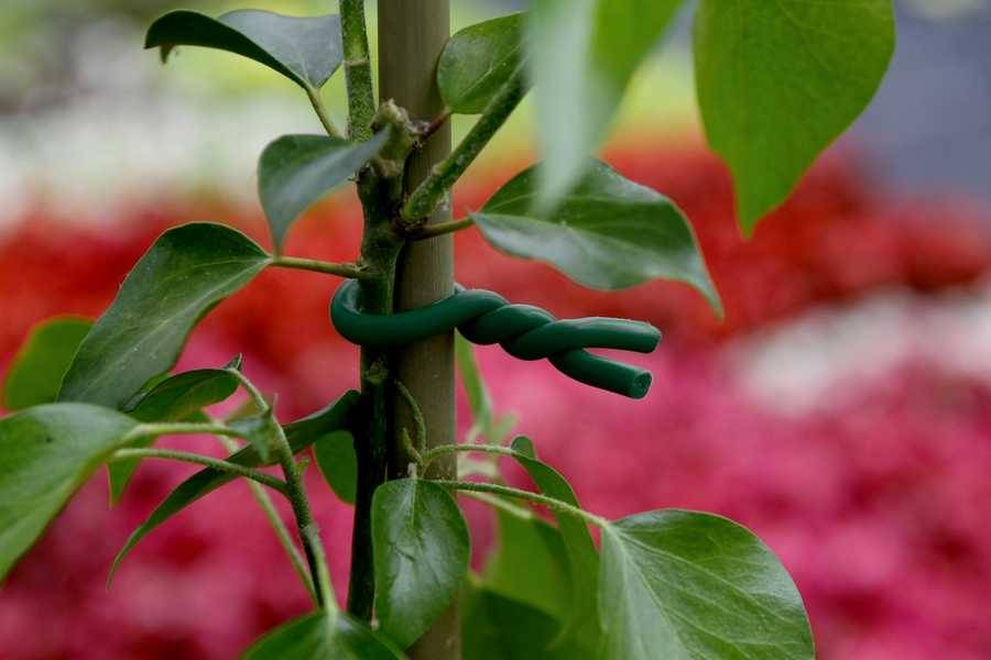 Nortène - Lien mousse pour plantes fragiles Ø 5 mm L 5 m - NORTENE - Image 4