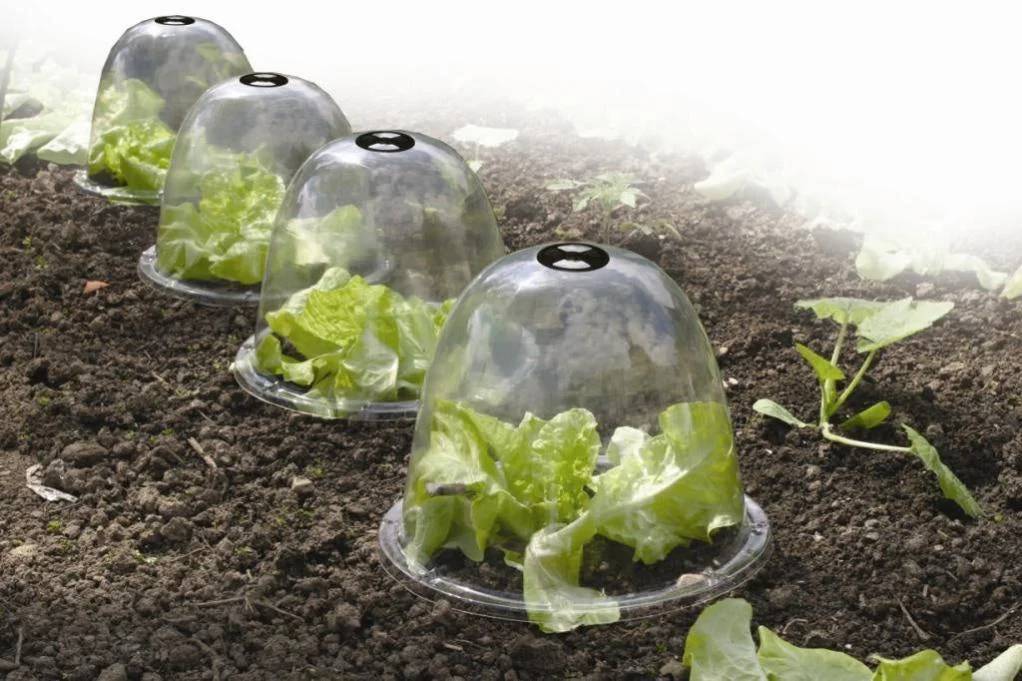 Nortène - BELL Lot 3 cloches transparente PVC transparent Ø 0,25m - Image 2