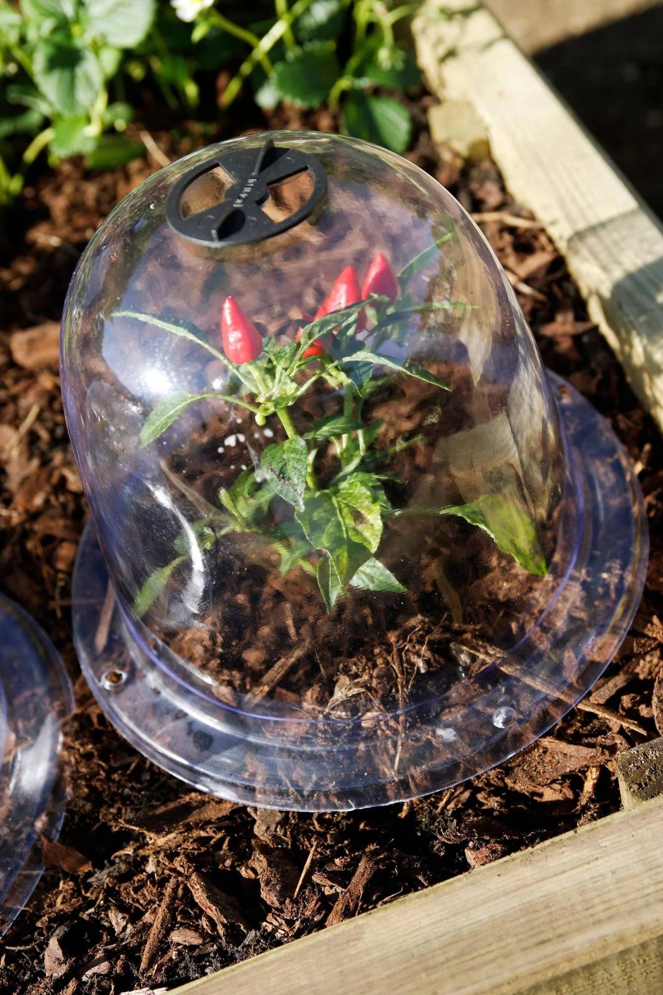 Nortène - BELL Lot 3 cloches transparente PVC transparent Ø 0,25m - Image 3