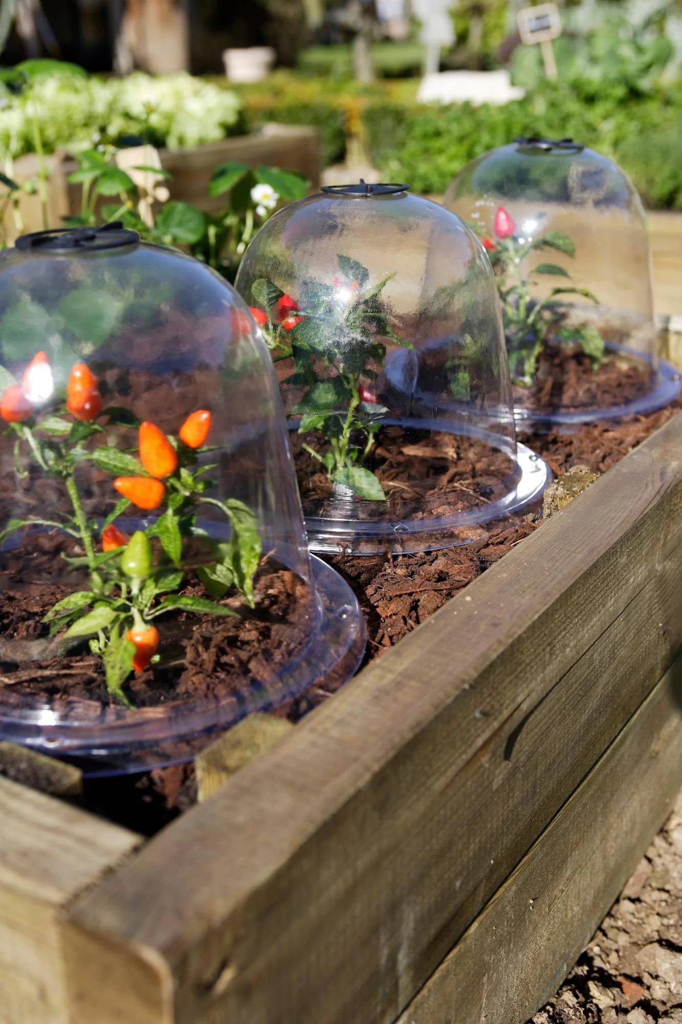 Nortène - BELL Lot 3 cloches transparente PVC transparent Ø 0,25m - Image 4
